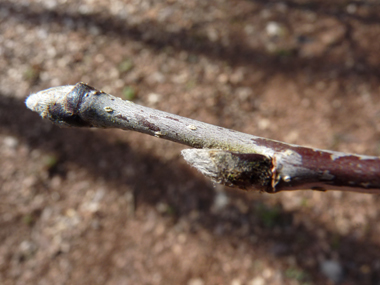 Bourgeons ovoïdes velus; appliqués et le plus souvent pointus, il sont dotés d'écailes vertes fréquemment teintées de brun et pourvus de poils blancs. Agrandir dans une nouvelle fenêtre (ou onglet)